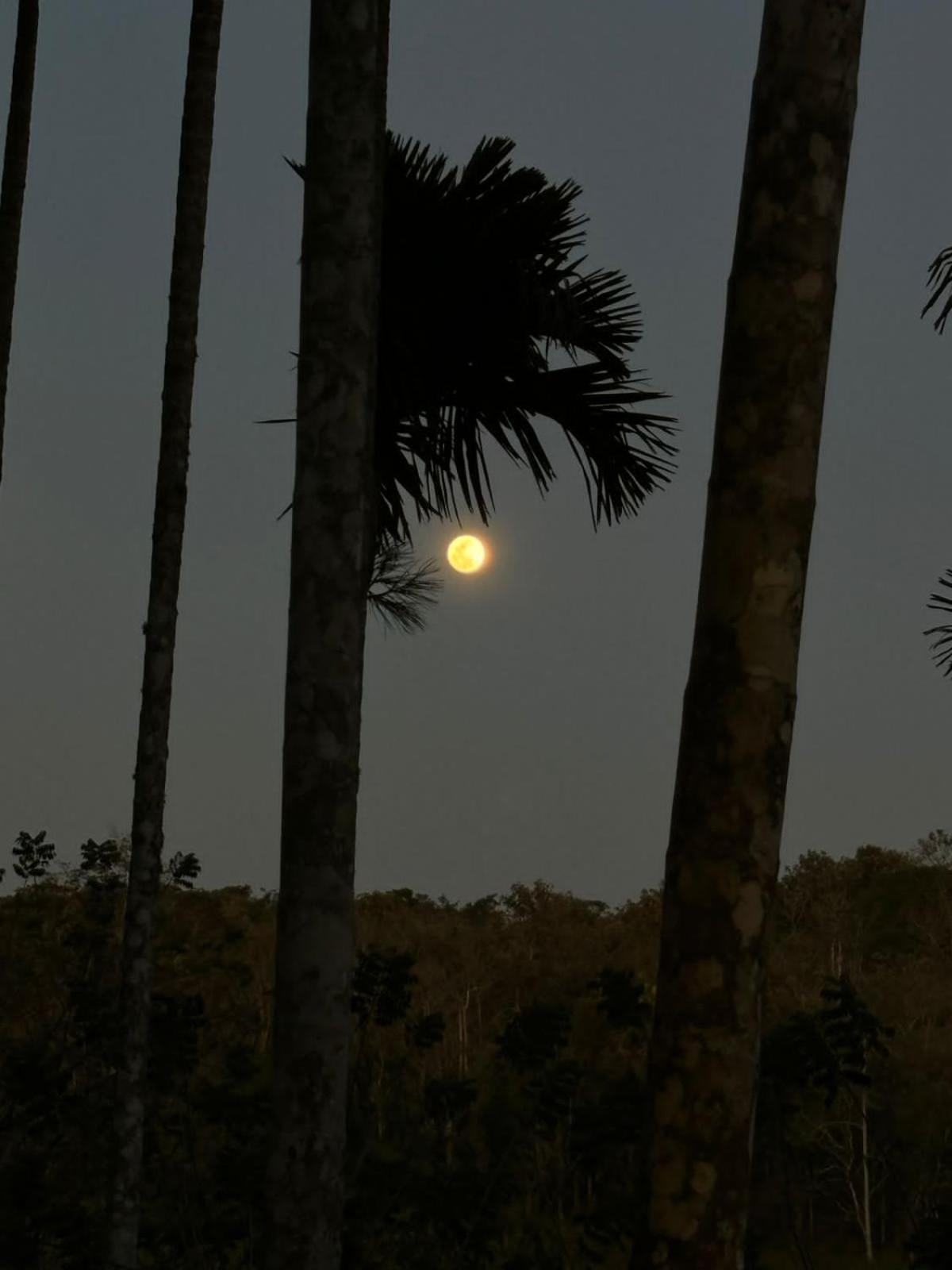 Lotus Jewel Forest Camping Sultan Bathery Buitenkant foto